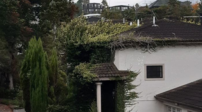 A wild creeping fig overtaking the side of a house.