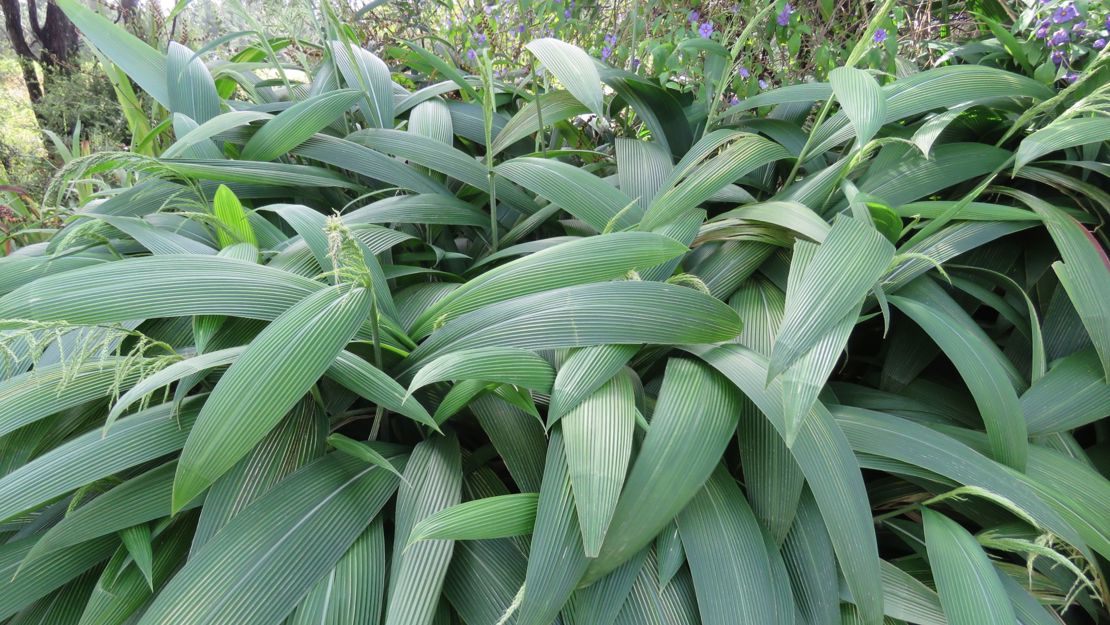 Large cluster of palm grass.