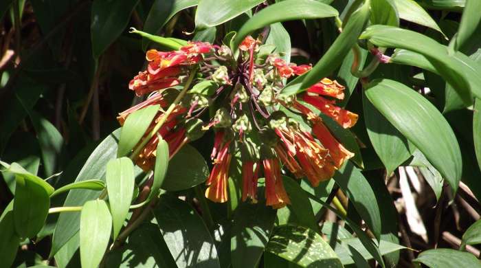 A cluster of orange bomarea flowers.