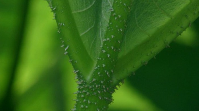 Close up of giant rhubarb stem and leaf.