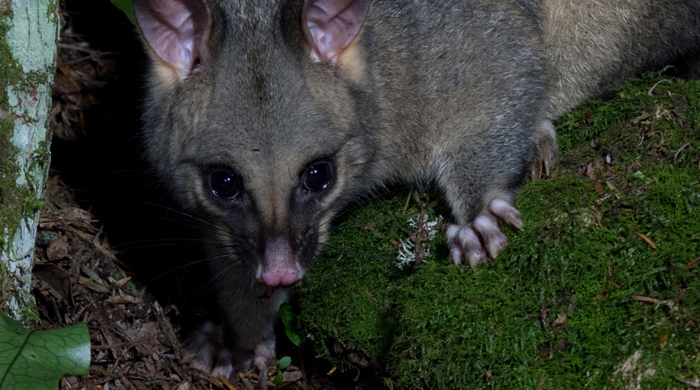 Close up of a possum from the front with its pink ears and snout. 