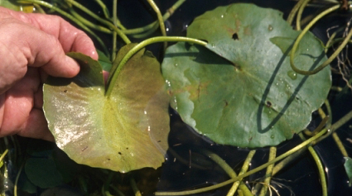 A hand holding up a fringed water lily leaf.