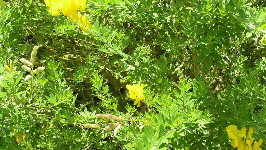 Montpellier Broom shrub in flower.