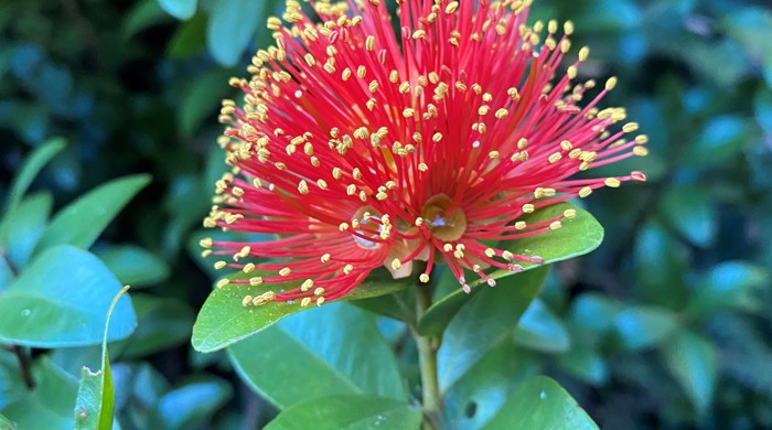 Close-up of a cluster of bright red pohutukawa-like flowers with yellow tips, coming from a green leaved branch.