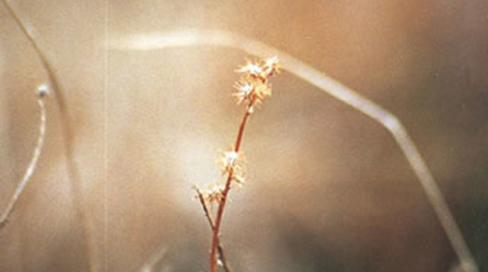 Close up on a stalk of sheep's bur.