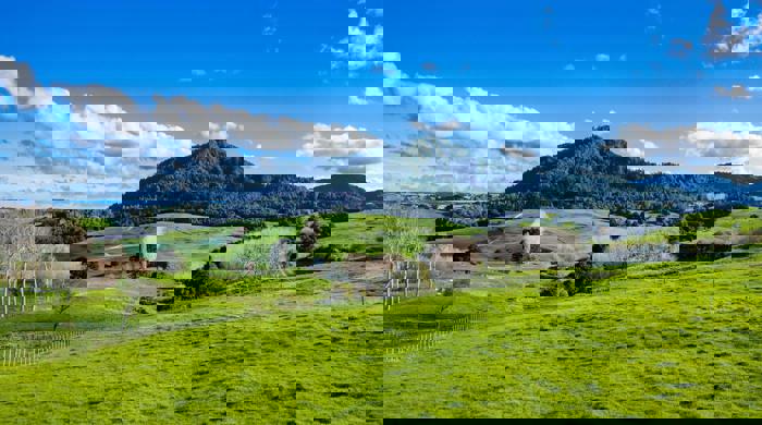 Green pasture in the foreground leads to a mountain covered in native trees.