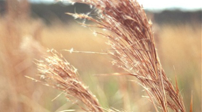 Close up of broomsedge flowerhead.