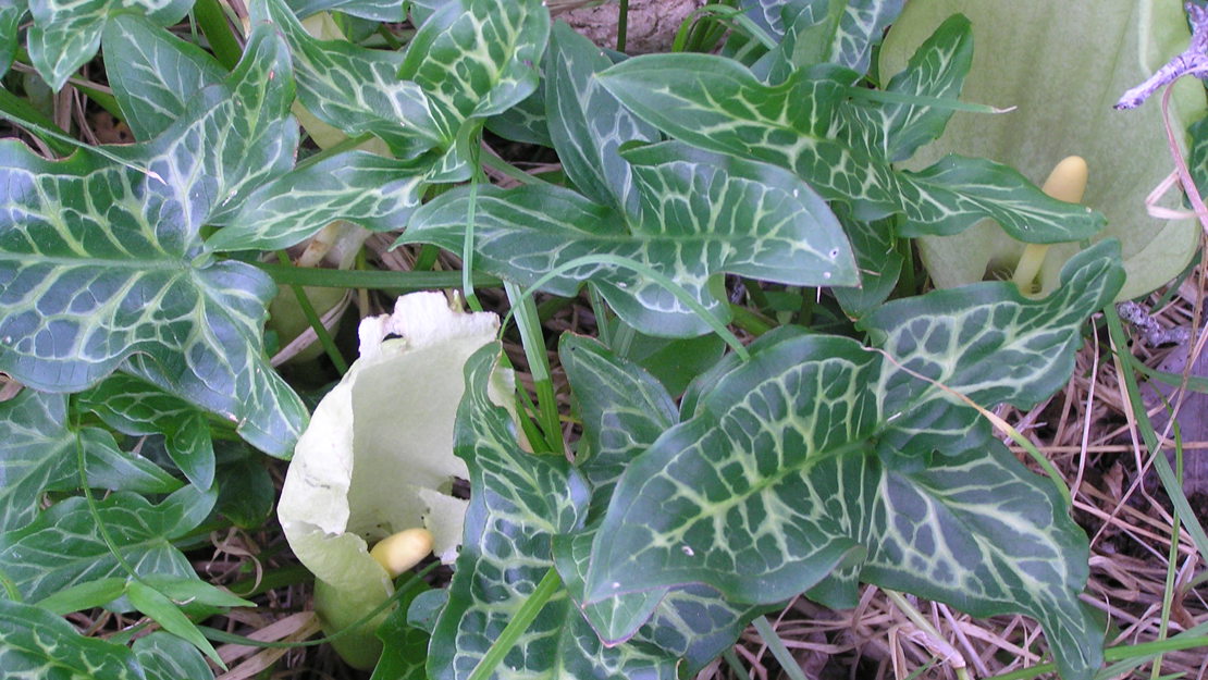 Italian Arum plant with three flowers.