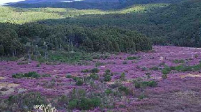 A field of flowering heather.