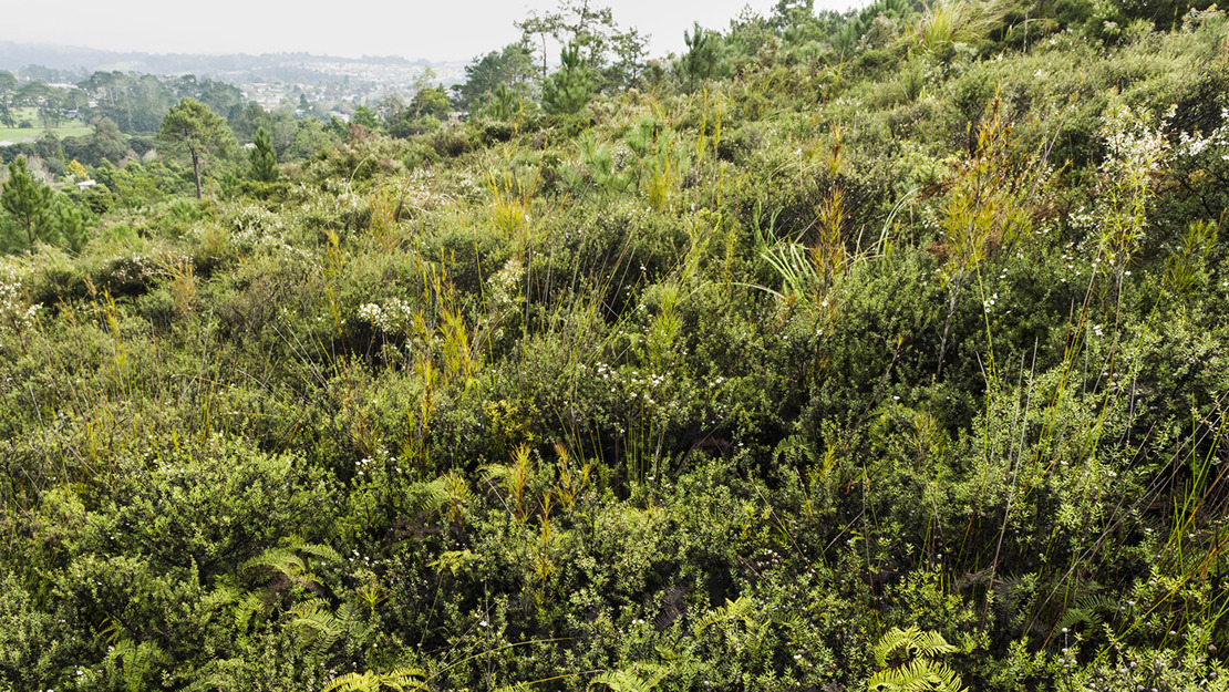 Gumland made up of mānuka seedlings with ferns and tall grasses dispersed throughout.