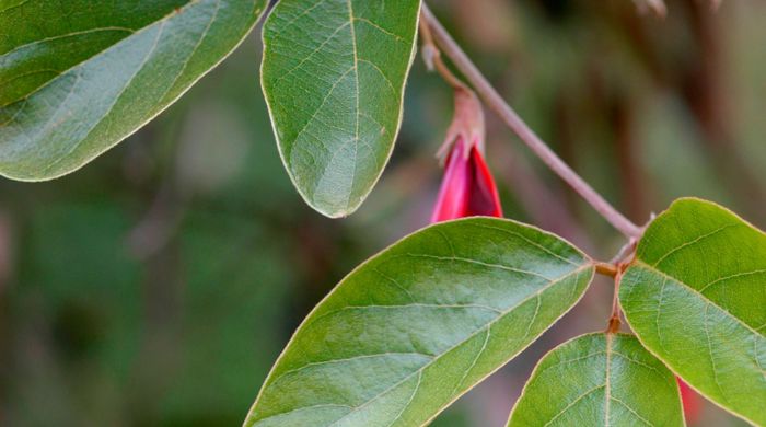 Close up of dusky coral pea tree.