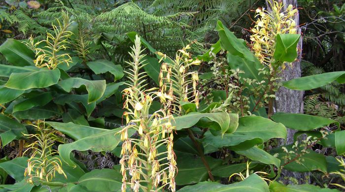 Wild Ginger growing amongst native forest.