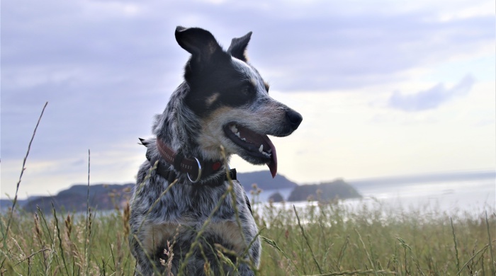 Portrait of Bobby, a conservation dog, with Hauraki Gulf islands in the background