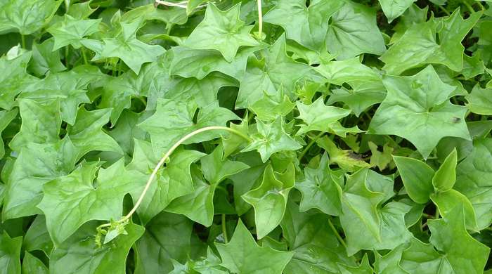 Dense mat of German ivy.