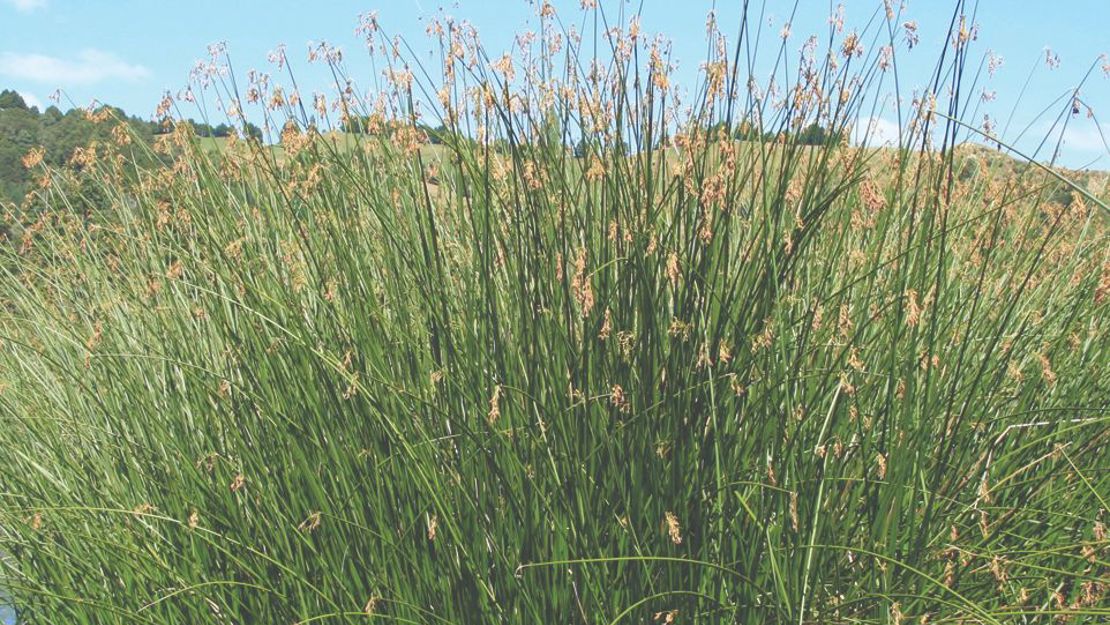 Californian bulrush in a shallow stream.