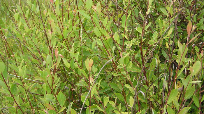 Grey Willow tree showing smooth red/ purple stems.