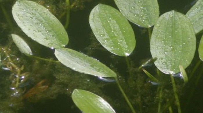 Floating cape pond weed leaves.