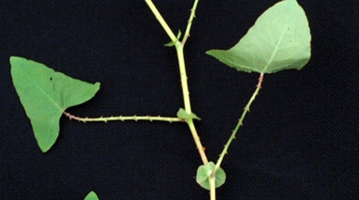 Close up of devil's tail leaves on a twig.