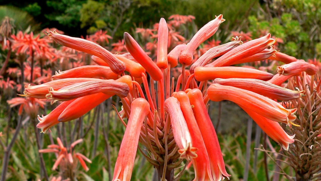 Long tubular flowers of soap aloe.