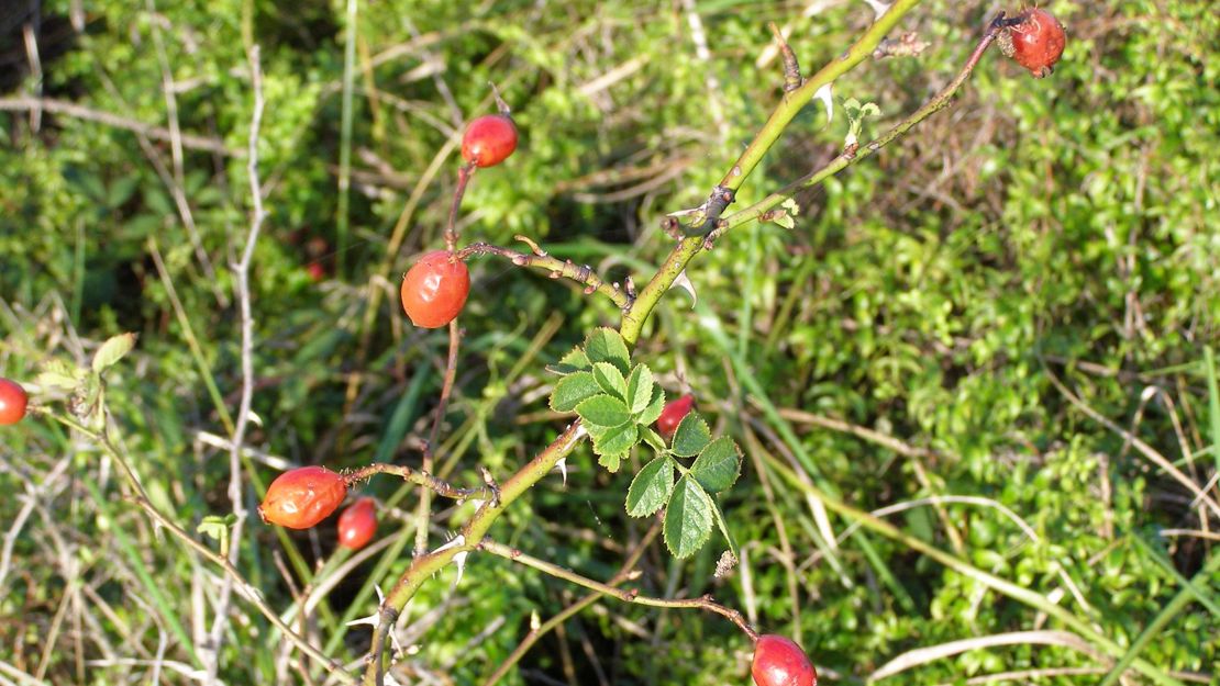 Sweet Briar with mature seed hips.