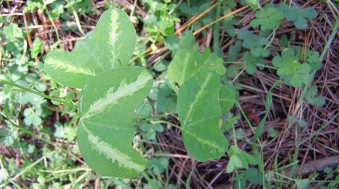 Bat wing passion flower seedling emerging from ground.