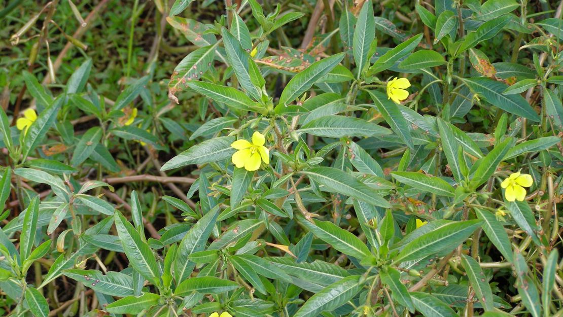 Water Primrose plants in flower.