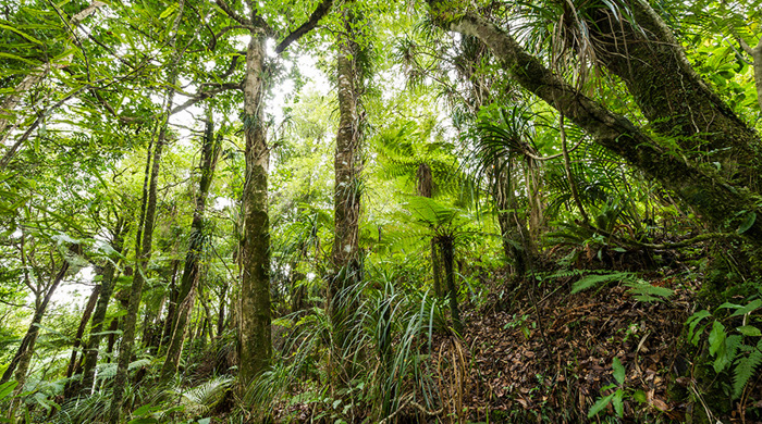 Forest understorey with mixture of tall trees and low lying plants.