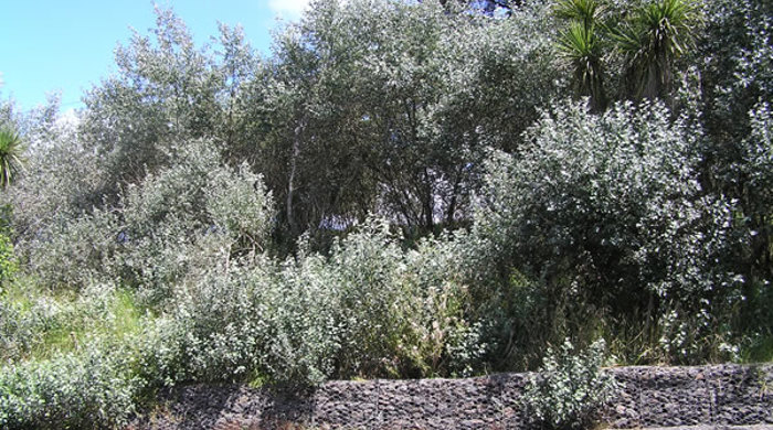 Silver poplar growing wild by the road.