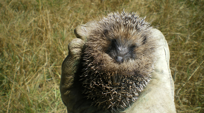 A hedgehog curled up in the palm of someone's gloved hand.