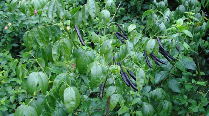 The buttercup bush with long black seeds.
