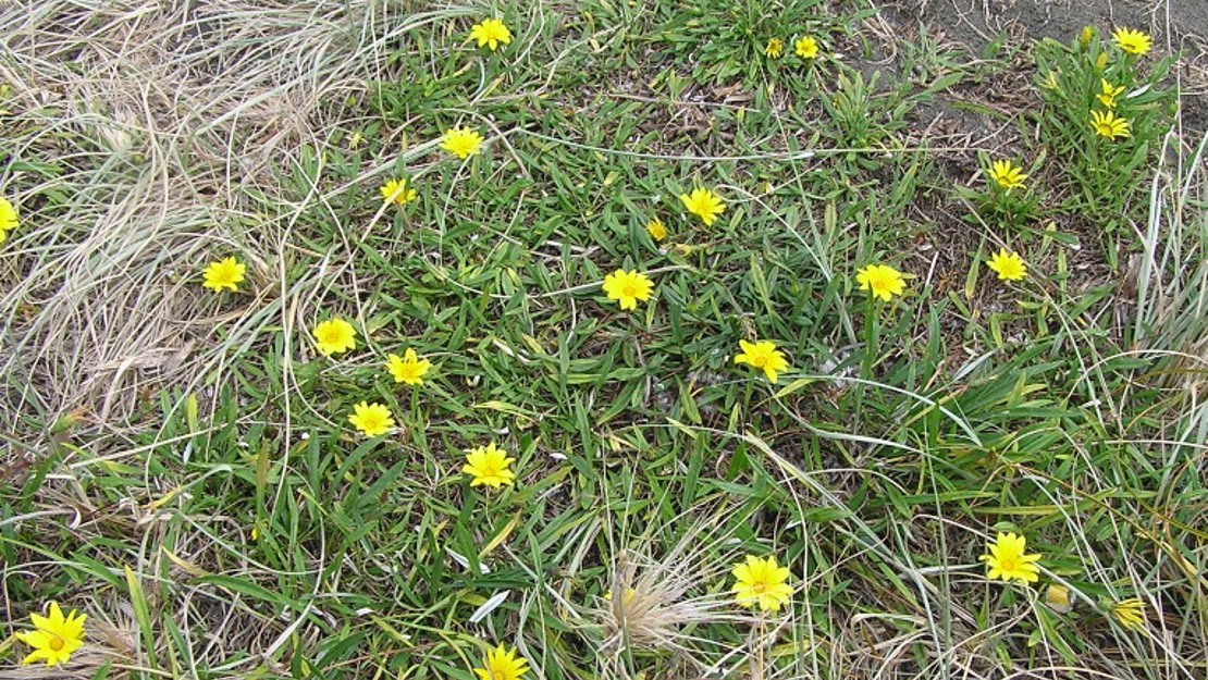 Gazania flowers sprouting amidst dried grass.