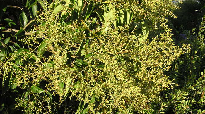 Tree Privet branches covered in flowers.