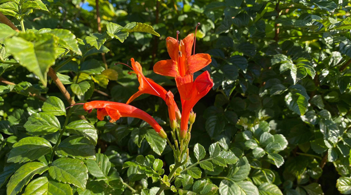 Bright orange cape honeysuckle flowers.