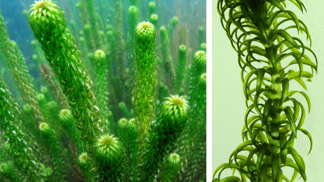 Lagarosiphon growing underwater and close up of stem.