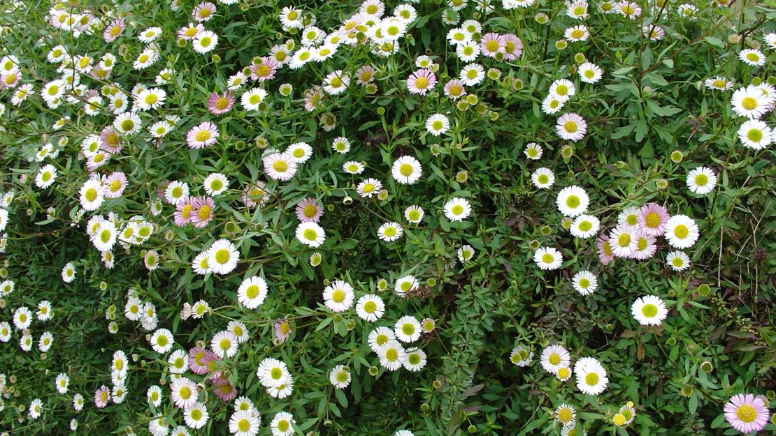 Mexican daisy