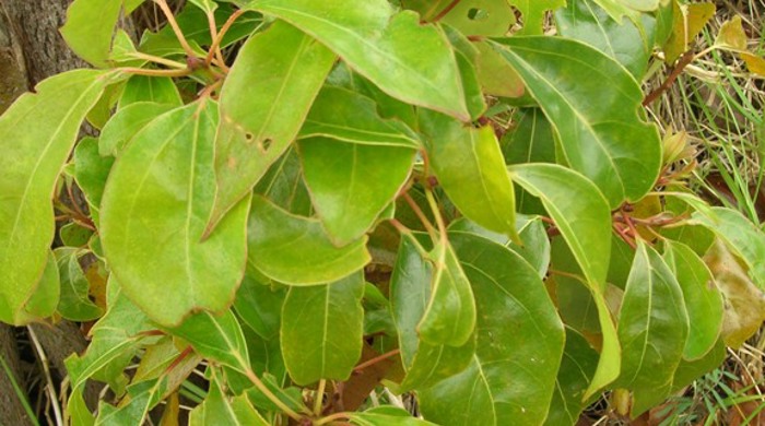 A short bush of camphor laurel with large leaves.