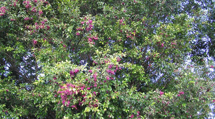 A tall tree of brush cherry.