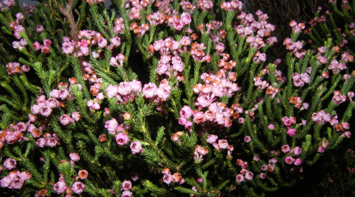 Berry heath bush with pink small flowers at the tip.