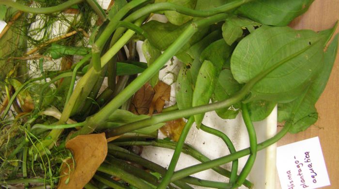 Water Plantain plant in a plastic tray.