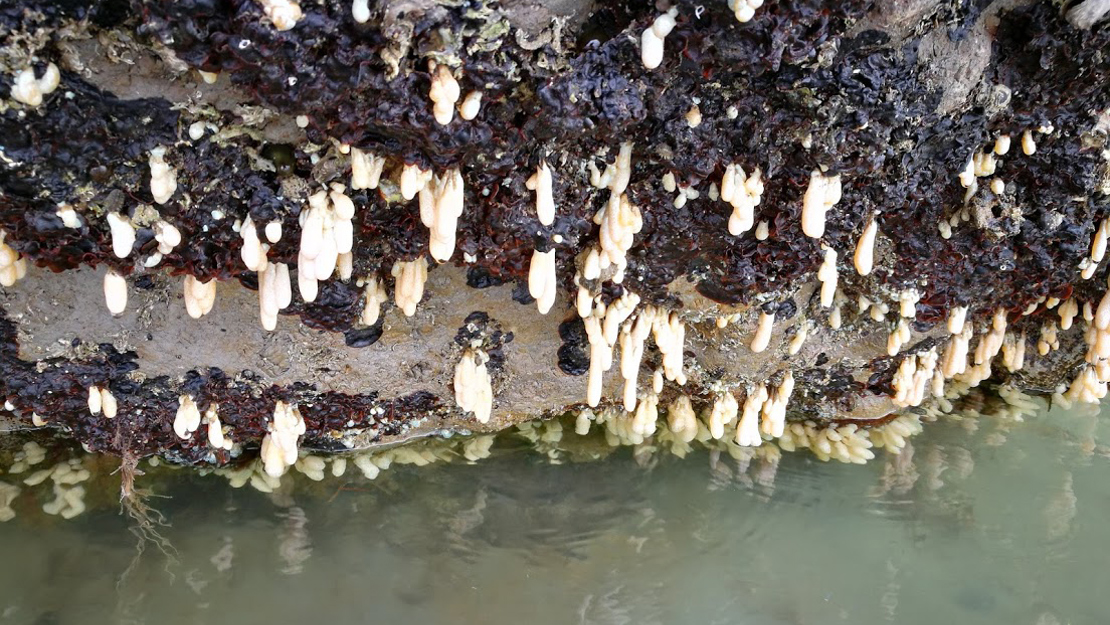 Australian droplet tunicate hanging from the bottom of a rock.