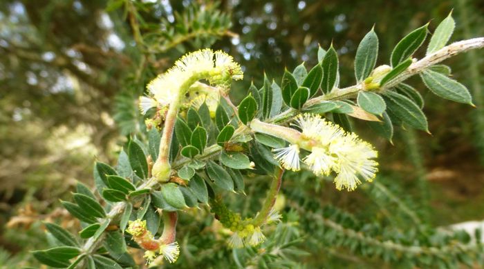 Close up of a branch of prickly leaved wattle.