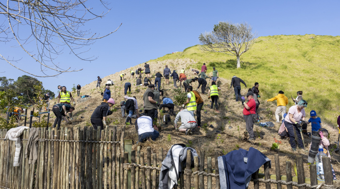 A view up the steep side of a maunga where about 40 people are spread out planting trees.