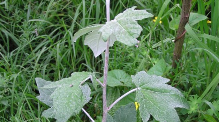 Silver Poplar sapling.