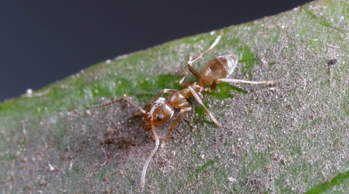 Close up image of an Argentine ant on a sandy leaf.