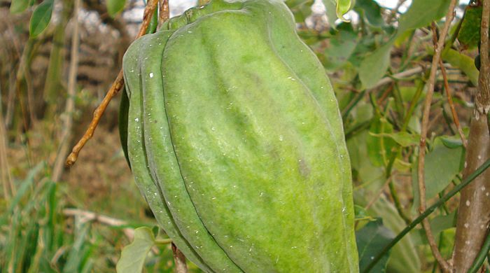 Close up of Moth Plant pod.