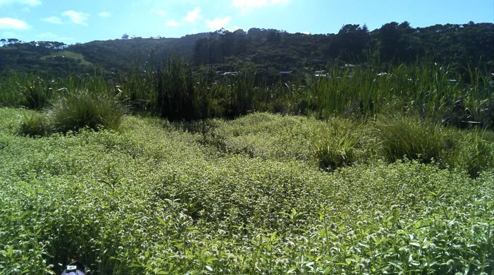 Photo of dense alligator weed taken from a kayak.