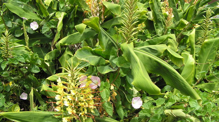 Wild Ginger in flower and growing with Bind Weed.