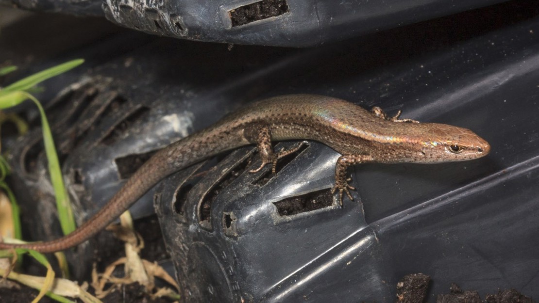 A plague skink crawling.