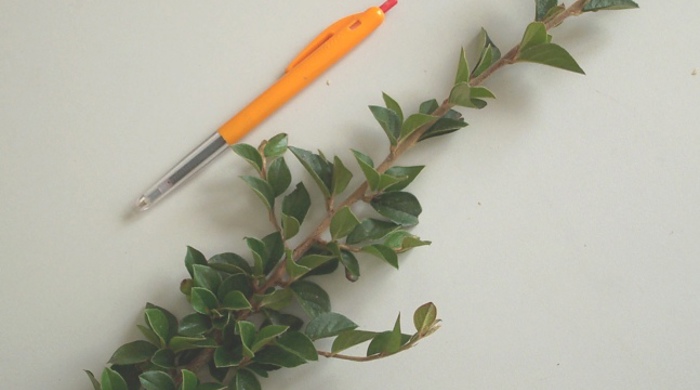 Khasia Berry branch with pen for scale.