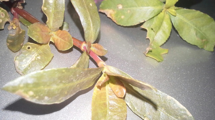 Close up photo of leaves on a bench.